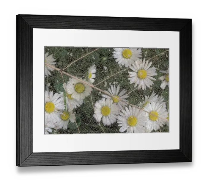 Framed Print : NA, USA, Washington, University of Washington Arboretum Daisy and leaf skeleton