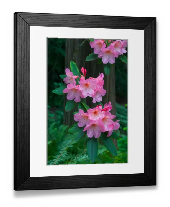 Framed Print : Rhododendron in full bloom with a cedar tree as a backdrop, Washington Arboretum