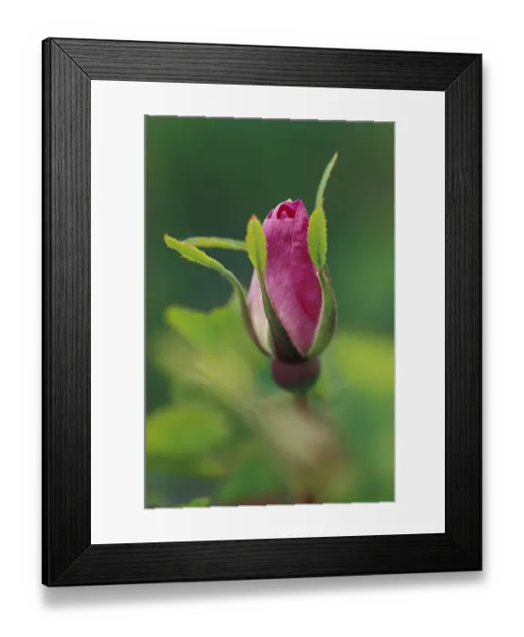 Framed Print : NA, USA, western Idaho, near Potlatch Wildrose bud Framed Print : NA, USA, western Idaho, near Potlatch Wildrose bud