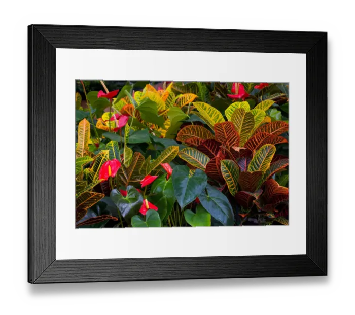 Framed Print : Croton and anthuriums in greenhouse, Woodenville, Washington Framed Print : Croton and anthuriums in greenhouse, Woodenville, Washington