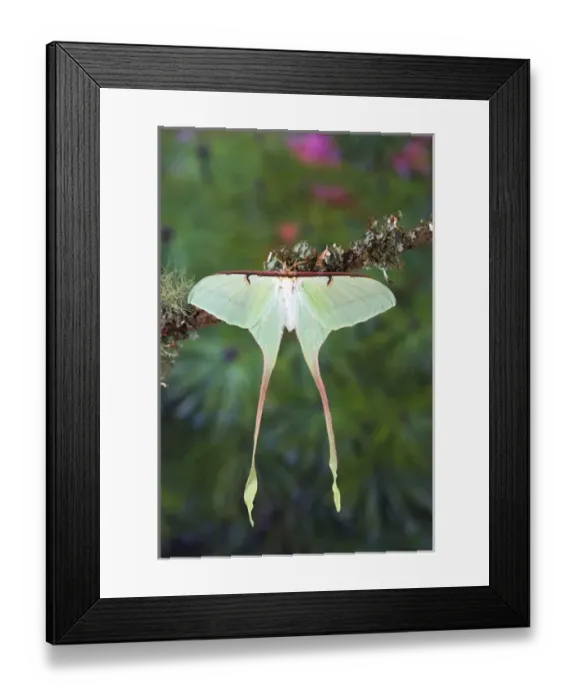 Framed Print : Sammamish, Washington Silk Moth from China Actias dubernardi female with her long tail Framed Print : Sammamish, Washington Silk Moth from China Actias dubernardi female with her long tail