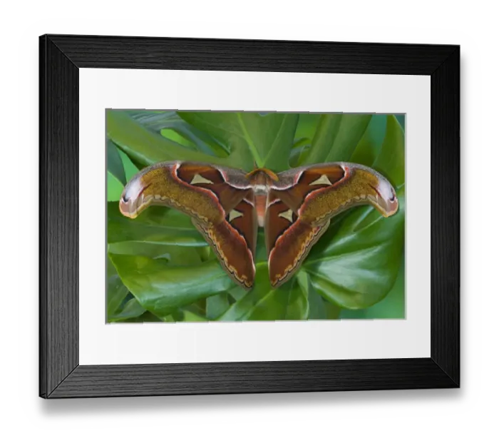 Framed Print : Sammamish, Washington captive raised largest moth in the world Attacus Lorquini Framed Print : Sammamish, Washington captive raised largest moth in the world Attacus Lorquini