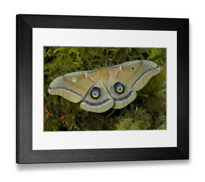 Framed Print : Sammamish, Washington silk moth Antheraea polyphemus from North America Framed Print : Sammamish, Washington silk moth Antheraea polyphemus from North America