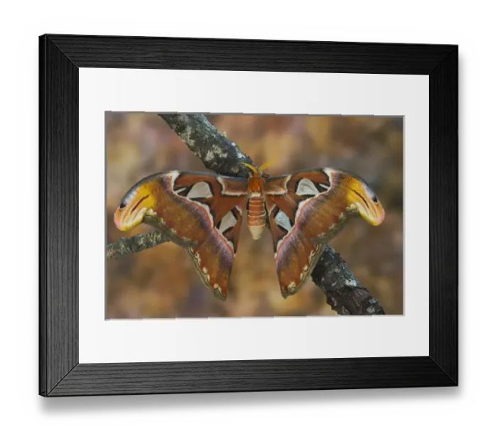 Framed Print : Sammamish, Washington Atlas Moth the largest in the world