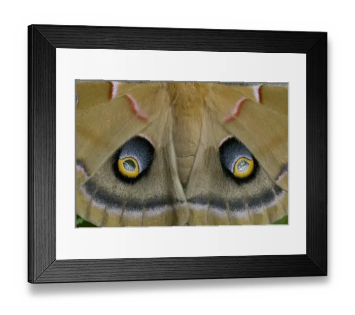 Framed Print : Sammamish, Washington silk moth Antheraea polyphemus from North America Framed Print : Sammamish, Washington silk moth Antheraea polyphemus from North America