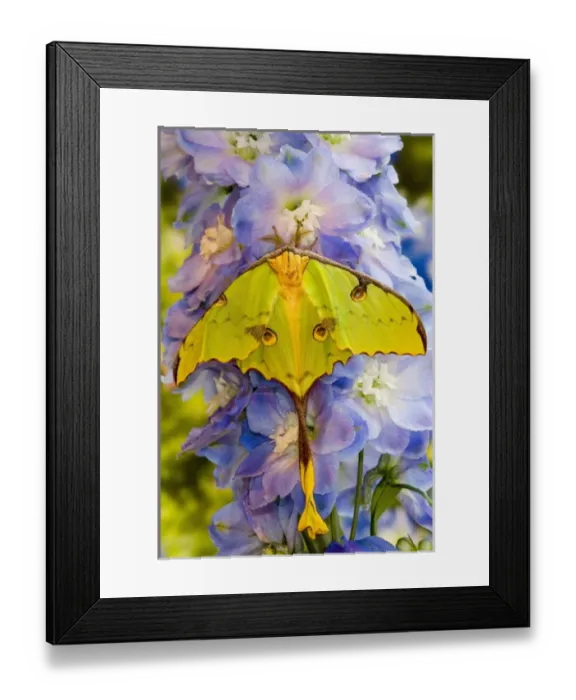 Framed Print : Sammamish, Washington silk moth from Africa know as the moon moth Argema mimosae