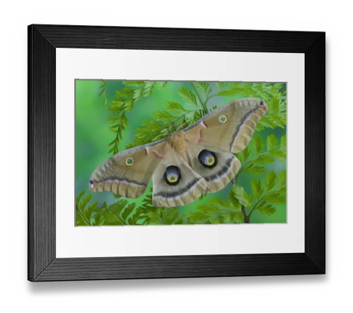 Framed Print : Sammamish, Washington silk moth Antheraea polyphemus from North America Framed Print : Sammamish, Washington silk moth Antheraea polyphemus from North America
