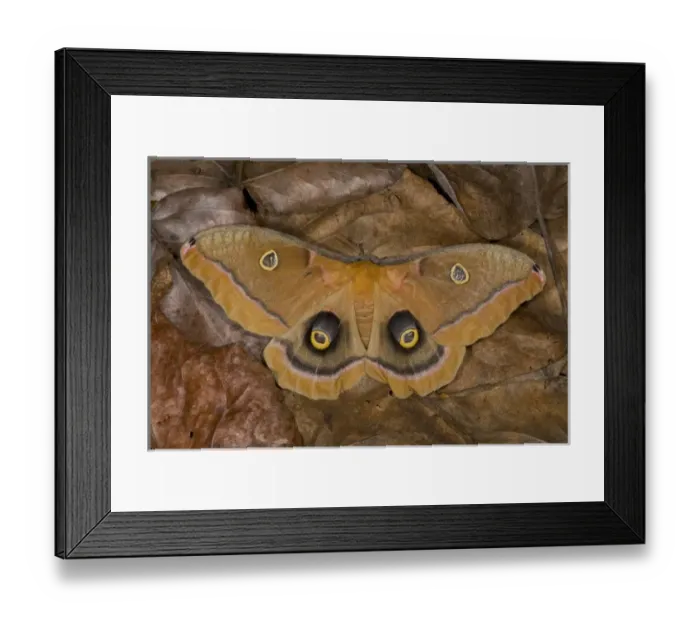 Framed Print : Sammamish, Washington silk moth Antheraea polyphemus from North America Framed Print : Sammamish, Washington silk moth Antheraea polyphemus from North America