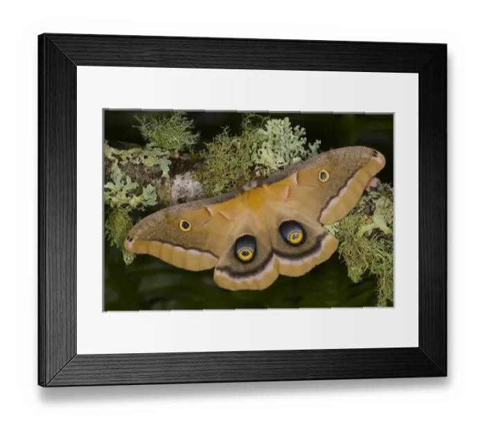 Framed Print : Sammamish, Washington silk moth Antheraea polyphemus from North America Framed Print : Sammamish, Washington silk moth Antheraea polyphemus from North America