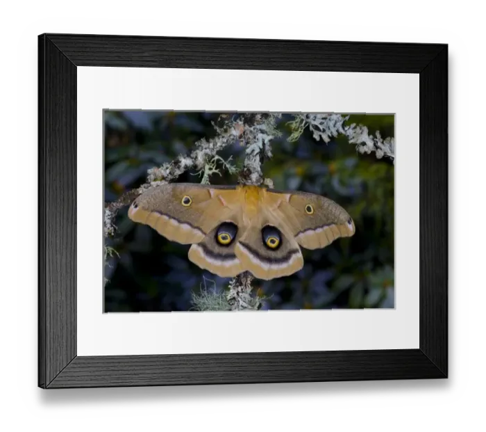 Framed Print : Sammamish, Washington silk moth Antheraea polyphemus from North America Framed Print : Sammamish, Washington silk moth Antheraea polyphemus from North America