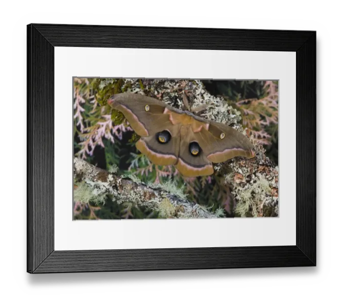 Framed Print : Sammamish, Washington silk moth Antheraea polyphemus from North America Framed Print : Sammamish, Washington silk moth Antheraea polyphemus from North America