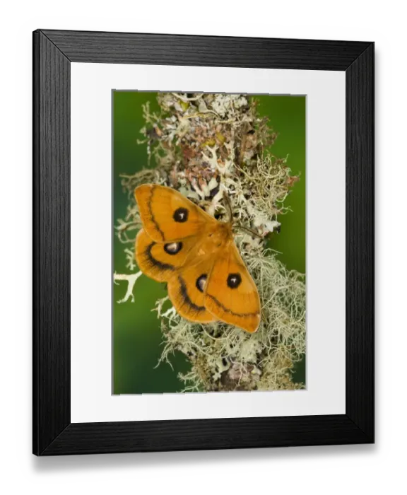 Framed Print : Sammamish, Washington a European small silk moth Aglia tau