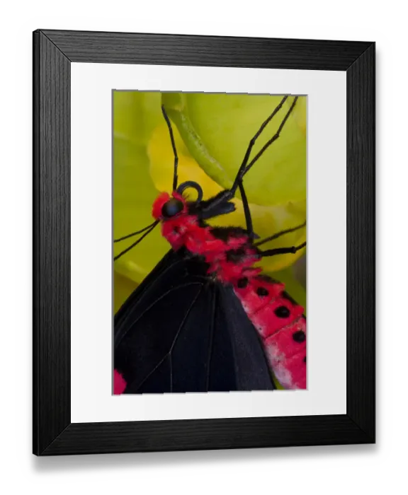 Framed Print : Sammamish Washington Tropical Butterflies photograph of Atrophaneura semperi Framed Print : Sammamish Washington Tropical Butterflies photograph of Atrophaneura semperi