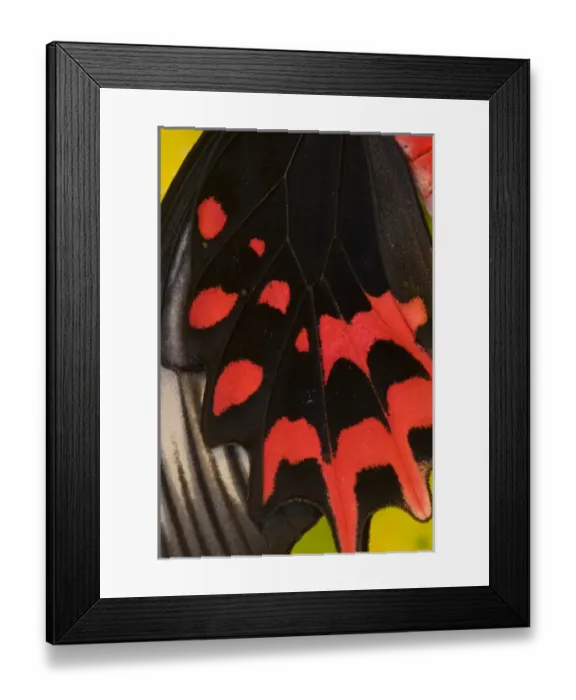 Framed Print : Sammamish Washington Tropical Butterflies photograph of Atrophaneura semperi Framed Print : Sammamish Washington Tropical Butterflies photograph of Atrophaneura semperi