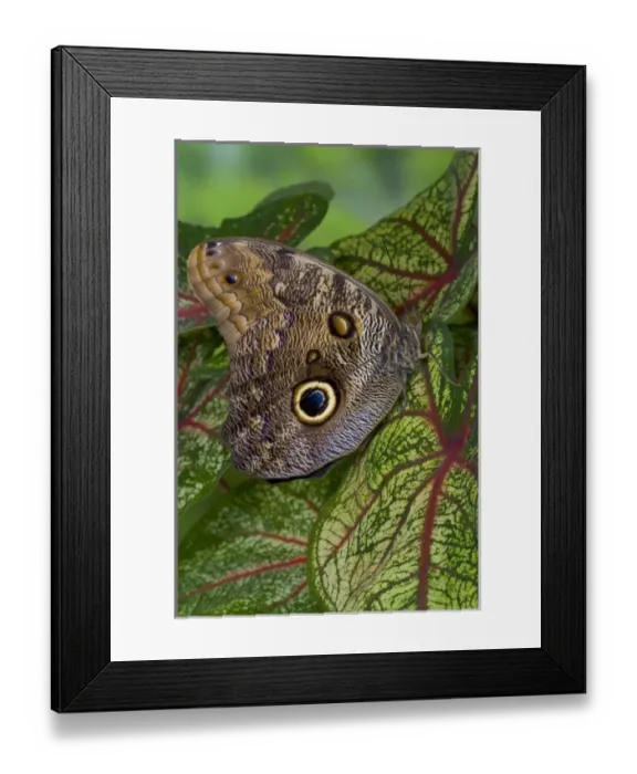 Framed Print : Sammamish Washington Tropical Butterflies photograph of Caligo memnon the Giant Owl