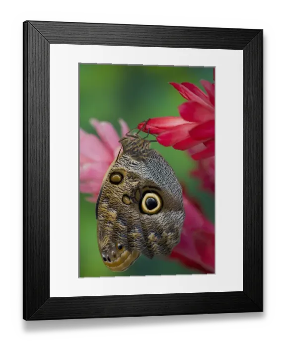 Framed Print : Sammamish Washington Tropical Butterflies photograph of Caligo memnon the Giant Owl Framed Print : Sammamish Washington Tropical Butterflies photograph of Caligo memnon the Giant Owl