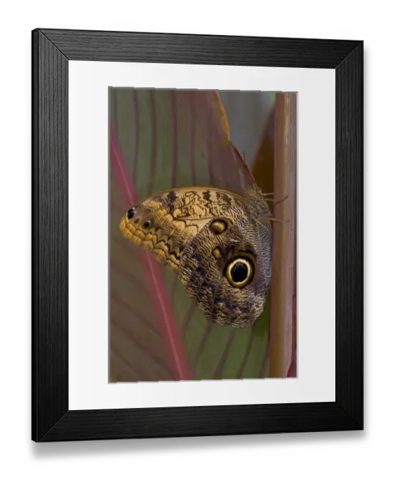 Framed Print : Sammamish Washington Tropical Butterflies photograph of Caligo memnon the Giant Owl Framed Print : Sammamish Washington Tropical Butterflies photograph of Caligo memnon the Giant Owl