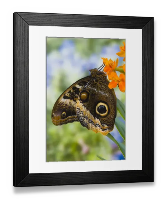 Framed Print : Sammamish Washington Tropical Butterflies photograph of the Magnificent Owl butterfly Framed Print : Sammamish Washington Tropical Butterflies photograph of the Magnificent Owl butterfly