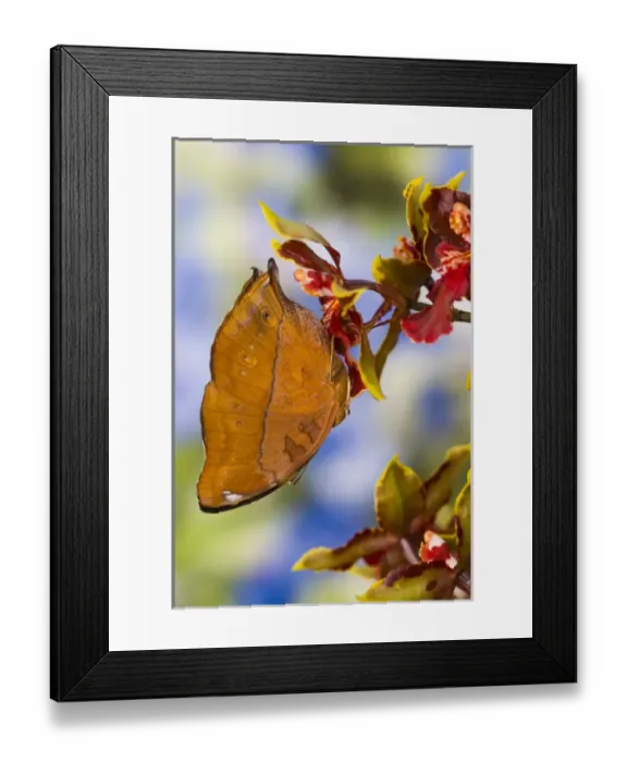Framed Print : Sammamish Washington Tropical Butterflies photograph of Doleschallia bisaltide