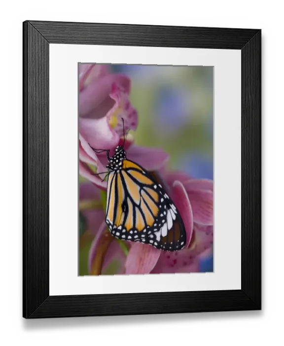 Framed Print : Sammamish Washington Tropical Butterflies photograph of Asian Danaus genutia