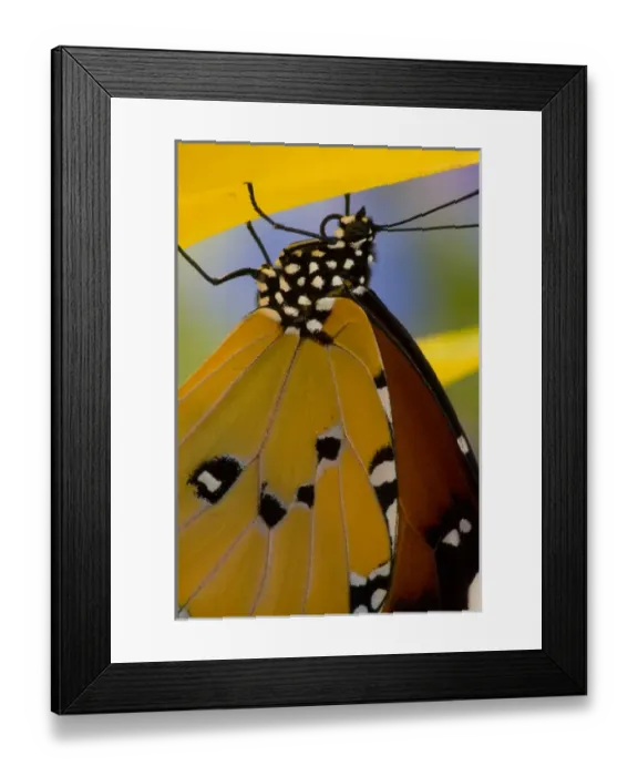 Framed Print : Sammamish Washington Tropical Butterflies photograph of Danaus chrysippus the Common