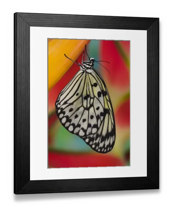 Framed Print : Sammamish Washington Tropical Butterflies photograph of Idea leuconoe the Paper Kite Framed Print : Sammamish Washington Tropical Butterflies photograph of Idea leuconoe the Paper Kite