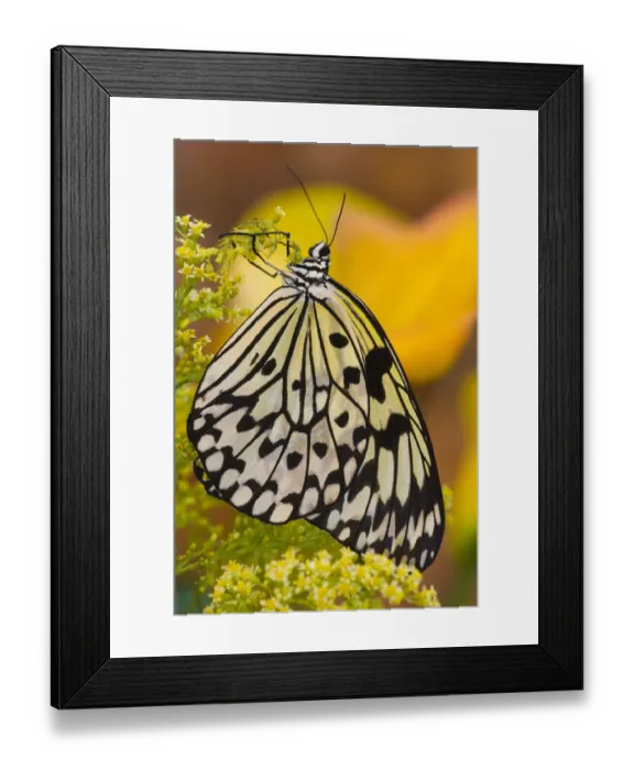 Framed Print : Sammamish Washington Tropical Butterflies photograph of Idea leuconoe the Paper Kite Framed Print : Sammamish Washington Tropical Butterflies photograph of Idea leuconoe the Paper Kite
