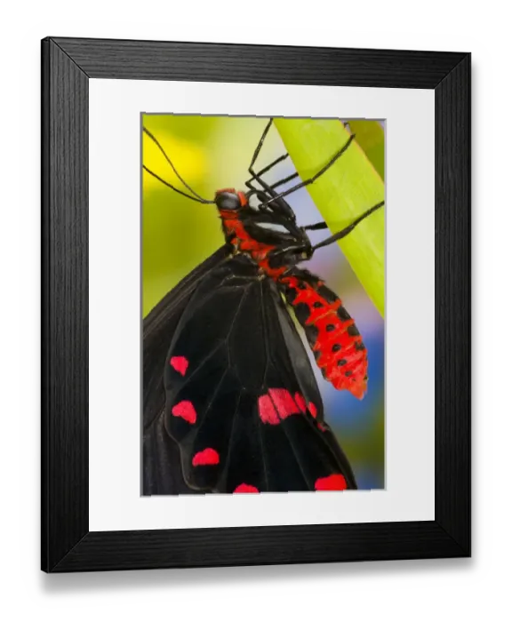 Framed Print : Sammamish, Washington Tropical Butterfly Photograph of Pachliota kotzebuea the pink Framed Print : Sammamish, Washington Tropical Butterfly Photograph of Pachliota kotzebuea the pink