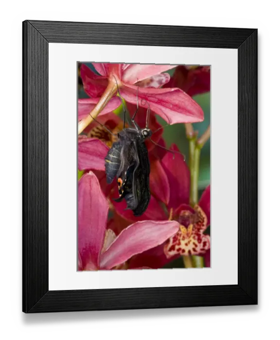 Framed Print : Sammamish, Washington Tropical Butterfly Photograph of Papilio Bianor Swallowtail Framed Print : Sammamish, Washington Tropical Butterfly Photograph of Papilio Bianor Swallowtail