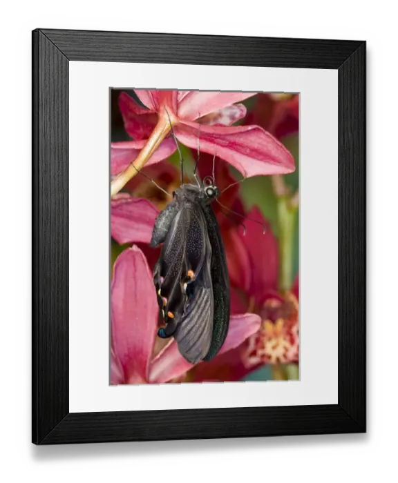 Framed Print : Sammamish, Washington Tropical Butterfly Photograph of Papilio Bianor Swallowtail Framed Print : Sammamish, Washington Tropical Butterfly Photograph of Papilio Bianor Swallowtail