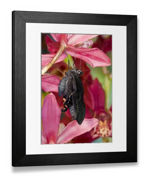 Framed Print : Sammamish, Washington Tropical Butterfly Photograph of Papilio Bianor Swallowtail Framed Print : Sammamish, Washington Tropical Butterfly Photograph of Papilio Bianor Swallowtail