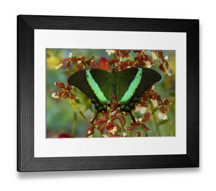 Framed Print : Sammamish, Washington Tropical Butterfly Photograph of Papilio palinurus the Banded Framed Print : Sammamish, Washington Tropical Butterfly Photograph of Papilio palinurus the Banded