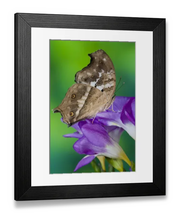 Framed Print : Sammamish, Washington Tropical Butterfly Photograph of Salamis anacardii the Clouded Framed Print : Sammamish, Washington Tropical Butterfly Photograph of Salamis anacardii the Clouded