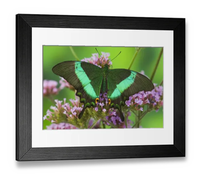 Framed Print : Sammamish, Washington Tropical Butterfly Photograph of Papilio palinurus the Banded