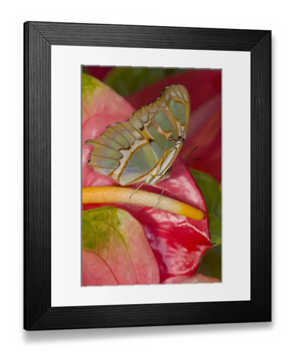 Framed Print : Sammamish, Washington Tropical Butterfly Photograph of Siproeta stelenes the malachite Framed Print : Sammamish, Washington Tropical Butterfly Photograph of Siproeta stelenes the malachite