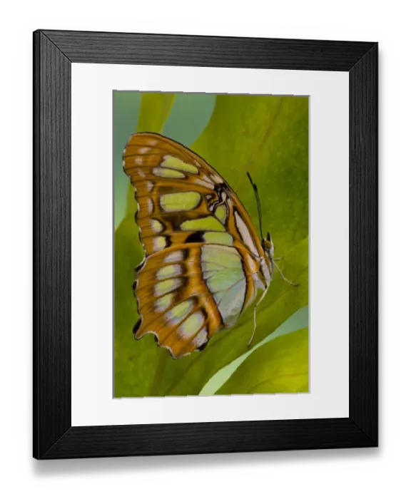 Framed Print : Sammamish, Washington Tropical Butterfly Photograph of Siproeta stelenes the malachite