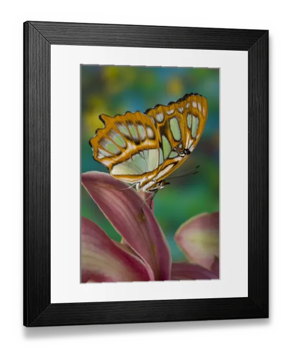 Framed Print : Sammamish, Washington Tropical Butterfly Photograph of Siproeta stelenes the malachite Framed Print : Sammamish, Washington Tropical Butterfly Photograph of Siproeta stelenes the malachite