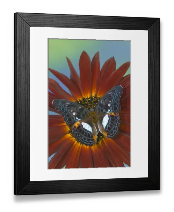 Framed Print : Sammamish Washington Photograph of Butterfly on Flowers, Limenitis lymire on Sunflower Framed Print : Sammamish Washington Photograph of Butterfly on Flowers, Limenitis lymire on Sunflower