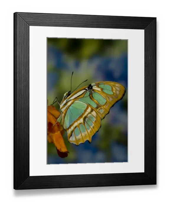Framed Print : Sammamish, Washington Tropical Butterfly Photograph of Siproeta stelenes the malachite