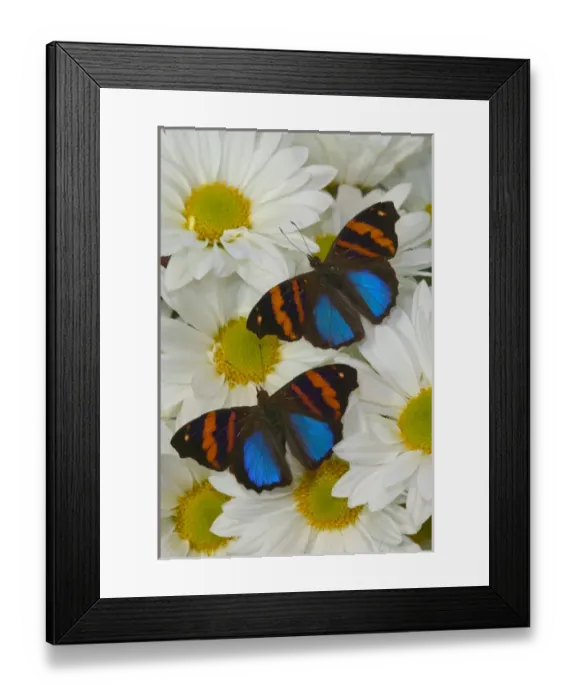 Framed Print : Sammamish Washington Photograph of Butterfly on Flowers, Epiphile orea the Orea