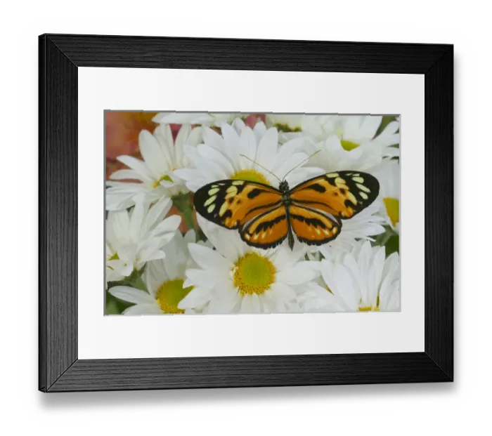 Framed Print : Sammamish Washington Photograph of Butterfly on Flowers, Eueides isabellae Isabella Framed Print : Sammamish Washington Photograph of Butterfly on Flowers, Eueides isabellae Isabella