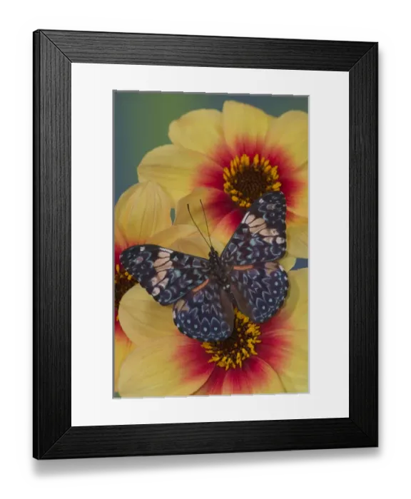 Framed Print : Sammamish Washington Photograph of Butterfly on Flowers, Hamadryas arinome the Starry Framed Print : Sammamish Washington Photograph of Butterfly on Flowers, Hamadryas arinome the Starry