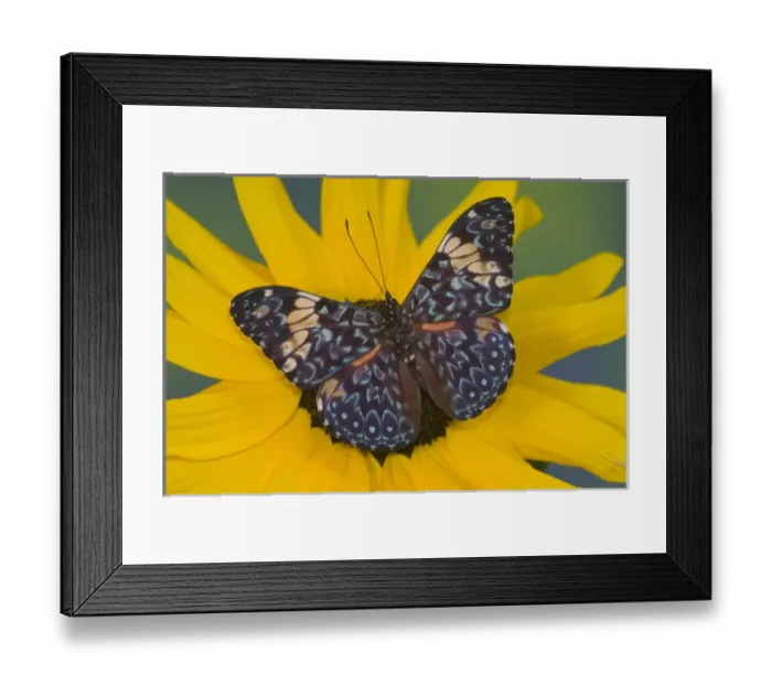 Framed Print : Sammamish Washington Photograph of Butterfly on Flowers, Hamadryas arinome the Starry Framed Print : Sammamish Washington Photograph of Butterfly on Flowers, Hamadryas arinome the Starry