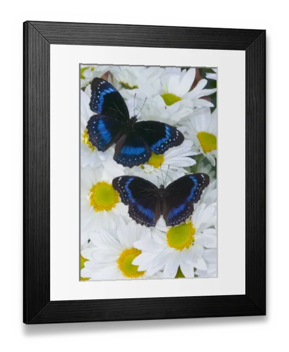 Framed Print : Sammamish Washington Photograph of Butterfly on Flowers, Hypolimnas alimena the Blue-banded Framed Print : Sammamish Washington Photograph of Butterfly on Flowers, Hypolimnas alimena the Blue-banded