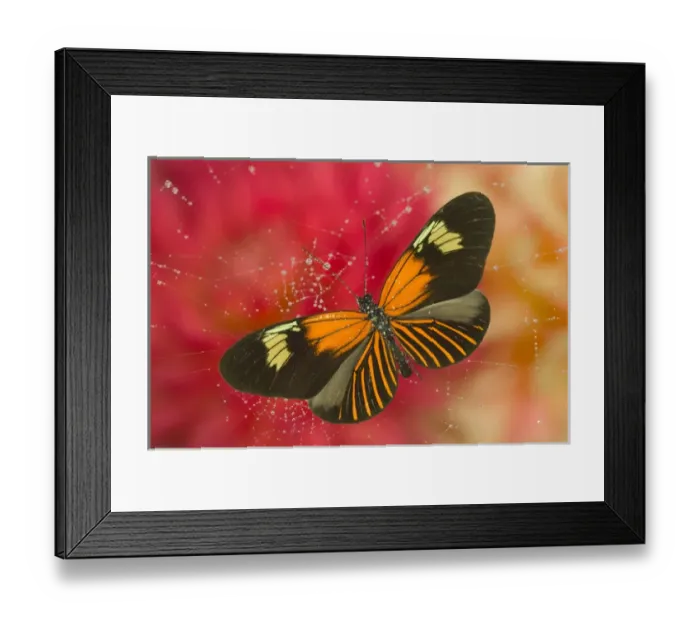 Framed Print : Sammamish Washington Photograph of Butterfly on Flowers, Heliconius melpomene