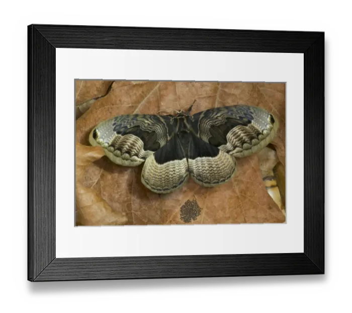 Framed Print : Sammamish, Washington Chinesse Moth Brahmaea tancrei with great design patterns Framed Print : Sammamish, Washington Chinesse Moth Brahmaea tancrei with great design patterns