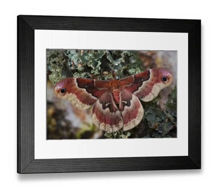 Framed Print : Sammamish, Washington North American Silk Moth Callosamia angulifera Framed Print : Sammamish, Washington North American Silk Moth Callosamia angulifera