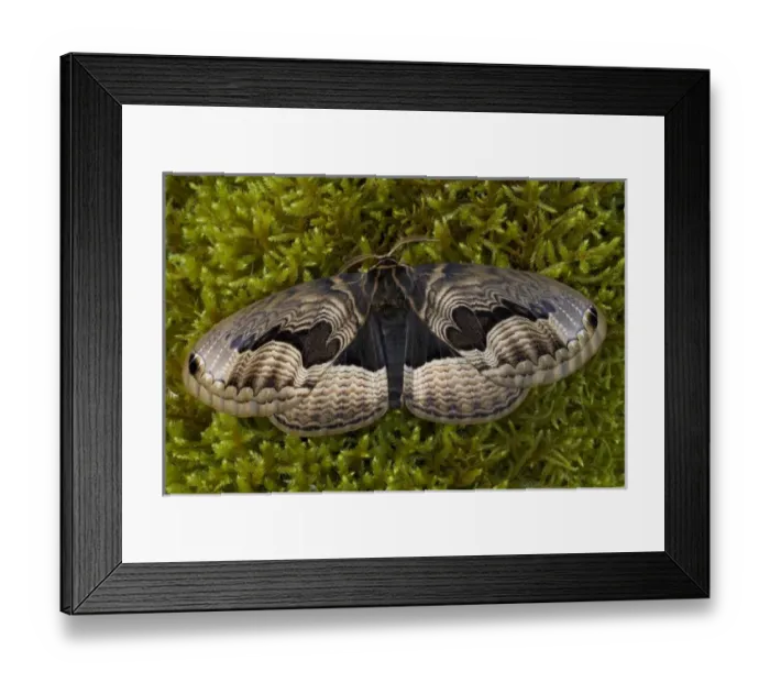 Framed Print : Sammamish, Washington Chinesse Moth Brahmaea tancrei with great design patterns