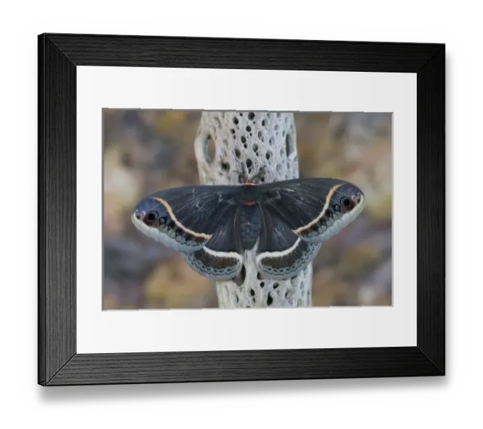 Framed Print : Sammamish, Washington Silk Moth for Arizona area Eupackardia calleta