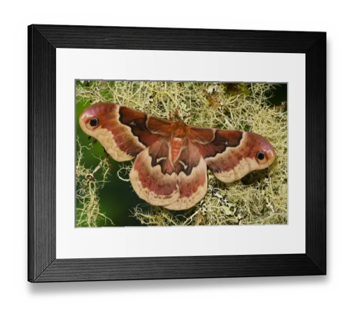 Framed Print : Sammamish, Washington North American Silk Moth Callosamia angulifera